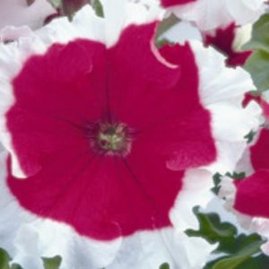 Petunia, Frosted Cherry Petunia Seeds | Frilly Pretty Petunia Extremely Easy to Grow | Stunning Flower