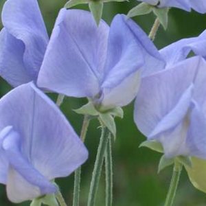 Sweet Pea, Flora Norton Sweet Pea Seeds | Large Baby Blue Flowers | Highly Fragrant Heirloom Sweet Pea