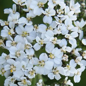 Yarrow, White Yarrow Seeds | Easy to Grow Perennial with Lovely Flowers Achillea millefolium