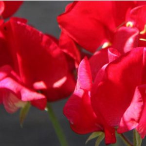Sweet Pea, King Edward VII Sweet Pea Seeds |  Vibrant Crimson Red Flowers Classic Old Spice Fragrance