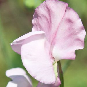 Sweet Pea, Janet Scott Sweet Pea Seeds | Delicate Shell Pink Heirloom Flowers