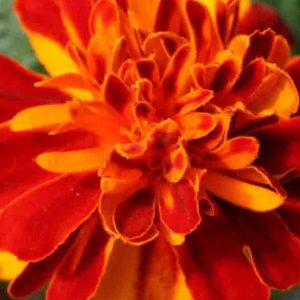 Marigold, Dwarf Bolero Marigold Seeds | Dwarf Marigold with Bold Color