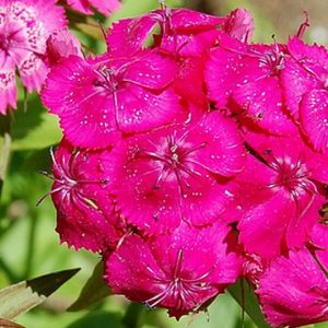 Sweet William, Double Blooming Mix Sweet William Seeds | Fragrant Heirloom Beauty Grown in Cottage Gardens for Centuries