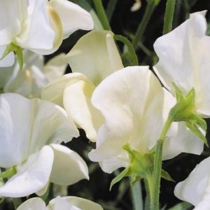 Sweet Pea, Mrs. Collier Sweet Pea Seeds | Beautiful Flower Elegant Fragrance