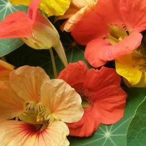 Nasturtium, Jewel Mix Nasturtium Seeds | Compact Plants with Lovely Repeat Blooming Flowers