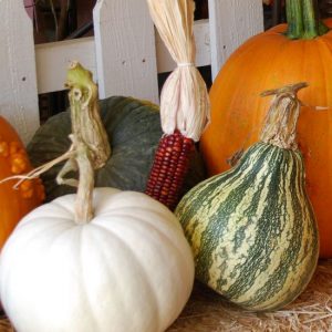 Pumpkin, Pumpkin Eaters Mix Seeds | Exclusive Assortment of Delicious Heirloom Pumpkins