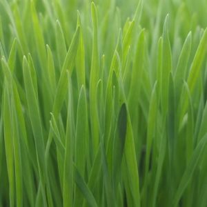 Grass, Oat Grass or Cat Grass | Delicious and Nutritious Grass