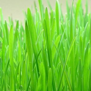 Wheatgrass, Organic Wheatgrass Seeds | Highly Nutritious Greens