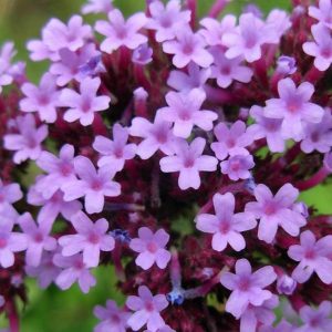 Vervain, Brazilian Vervain Seeds | Hardy Bloomer Attracts Bundles of Beneficials Including Hummingbirds