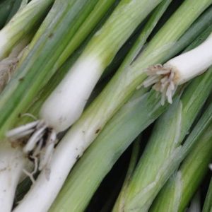 Onion, Organic Bunching Onion Festival  | Blend of Tasty Varieties