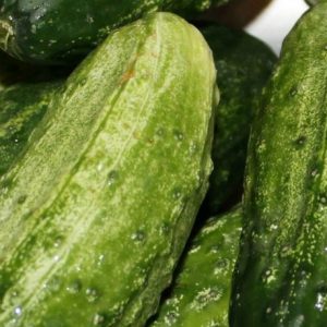 Cucumber, Picklebush Cucumber Seeds | Wonderful Compact Plants