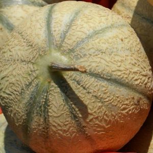 Melon, Iroquois Melon Seeds | Perfect Home Garden Cantaloupe