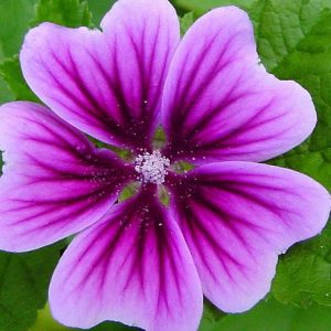 Malva, Zebrina Malva Seeds | Old Fashioned Cottage Garden Flower