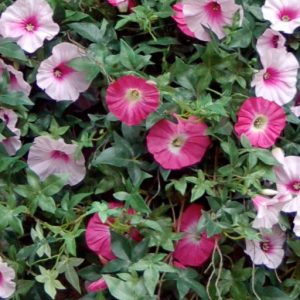 Morning Glory, Tricolor Ensign Morning Glory Mix Seeds