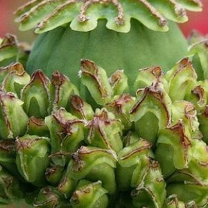 Poppy, Hens & Chicks Poppy Seeds | Ancient Plant with Highly Decorative Pods