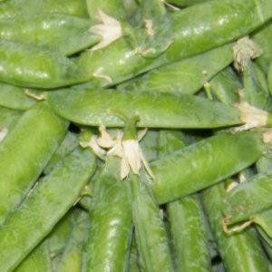 Pea, Champion of England Pea Seeds | Rare Heirloom Pea from England  ~ Excellent Home Garden Variety