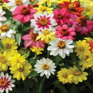 Zinnia, Zahara Zinnia Mix Seeds - Striking Profusion of Colorful Blooms Rare Zinnia Flowers