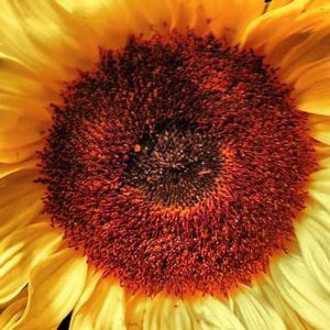 Sunflower, Peach Passion Sunflower | Beautiful Pollen-Free Peach Flowered Sunflower