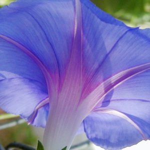 Vine, Blue Moon Vine Collection | Gorgeous Quick Growing Vines of Bold White Moonflower and Bright Blue Morning Glory