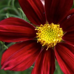 Cosmos, Dazzler Cosmos Seeds | Stunning Deep Rich Color Easy Plant to Grow