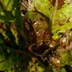Lettuce, Organic Speckles Lettuce Seeds | Delicious, Tender and Fast Growing