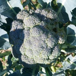 Broccoli, Organic  Broccoli Mix Seeds | Perfect Home Garden Harvests