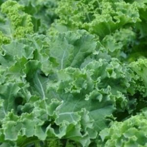 Kale, Halbhoher Gruner Krauser Kale Seeds | Delicious German Heirloom Kale to Beautiful to Eat