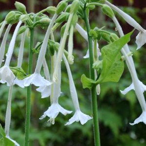 Nicotiana, Only the Lonely | Stately Plants with a Heavenly Fragrance