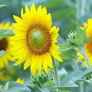 Sunflower, Green Heart Sunflower Seeds | Rare and Beautiful Vibrant Yellow with Lime Green Centers - a Must!