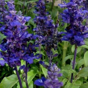 Salvia, Blue Bedder Salvia Seeds | Abundance of Royal Blue Flowers Exceptional Garden Flower or Cutting Flower