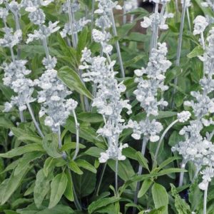 Salvia, Seascape Salvia Seeds | Striking Mixture of Silvery White, Blue and Blue-Lavender Flowers