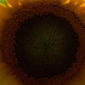 Sunflower, Schnittgold Sunflower Sunflower Seeds | Perfect, Beauty and Vibrant Sunflower Excellent for Cutting