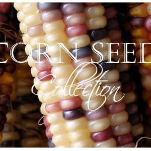 Corn, Corn Seed Collection | Exclusive Collection of Delicious Corn for the Home Garden