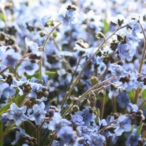 Firmament, Chinese Forget Me Not Seeds | Darling Old Fashioned Flower from 1939