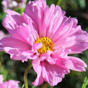 Cosmos, Rose Bonbon Double Click Cosmos Seeds  | Excellent Cut Flower with Beautiful Blooms