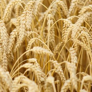 Wheat, Banatka Winter Wheat  Wheat Seeds | Harvest Your Own Home Grown Wheat