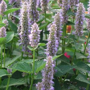 Anise Hyssop, Anise Hyssop Seeds | Easy to Grow Herb Attracts Bees, Butterflies and Hummingbirds!