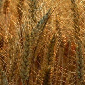 Wheat, Organic Black Eagle Spring Winter Wheat Seeds | Excellent Home Garden Heirloom Variety