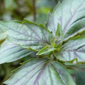Basil, Organic Aromato Basil Seeds | Rich, Satiny Leaves