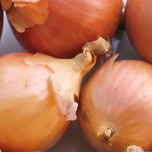 Onion, Organic Dakota Tears Onion Seeds | Vibrant and Robust Flavor