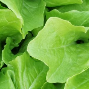 Chinese Cabbage, Tokyo Bekana Chinese Cabbage Seeds | Excellent for Baby Chinese Cabbage