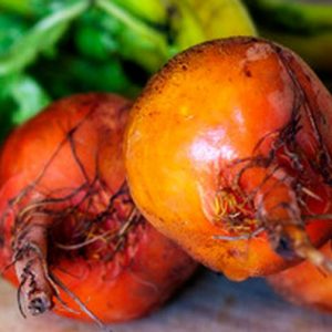 Beets, Organic Touchstone Golden Beet Seeds | Reliable & Consistent