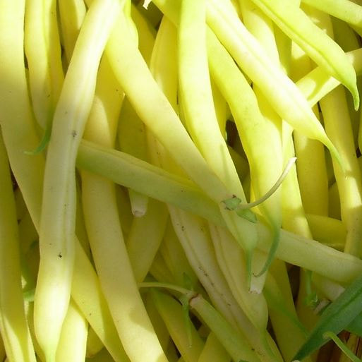 Beans, Concador Yellow Haricot Vert Bush Bean Seeds | Delicious Yellow French Bean