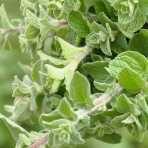 Oregano, Zaatar Oregano Seeds | Rare But Common Ingredient for Arabic Food