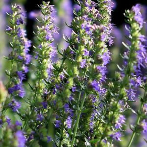 Hyssop, Hyssop Seeds | Old Fashioned Plant Used in Herbal Medicine