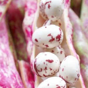 Beans, Lina Sisco's Bird Egg Bean Seeds | Heirloom Bean with Incredible Flavor