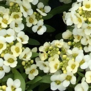 Alyssum, Easter Bonnet Lemonade Alyssum Seeds | Graceful Buttercup Yellow Flowers with a Beautiful Fragrance