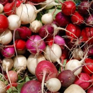 Radish, California Farmer's Market Rainbow Radish Mix  Seeds | Extensive Assortment of Heirloom Radish in Various Colors