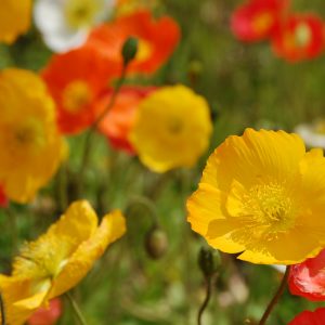 Poppy, Champagne Bubbles Iceland Poppy Seeds | Darling Poppies in Bold Colors