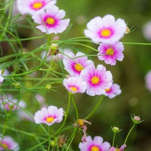 Cosmos, Hinomaru Cosmos Seeds | Dainty and Delicate Pink with Magenta Center Flower Adorable Cut Flower